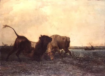 Bulls Fighting