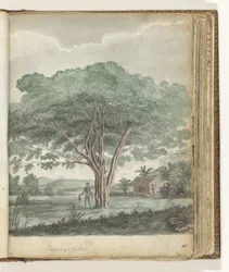 Tree in Ceylon