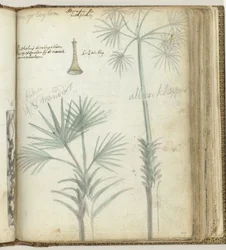 Tree in Ceylon. Singalese Shawm