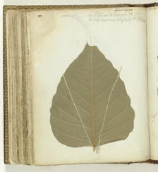 Tree Leaf Saint Helena