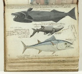 A Tuna, a Shark, and a Remora