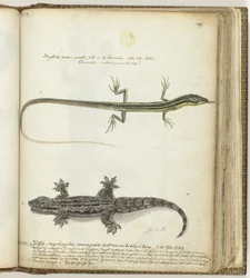 Lizard and Gecko
