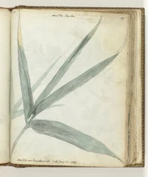 The Leaf of Bamboo Reed