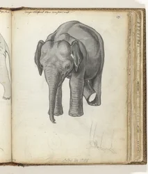 Young Elephant