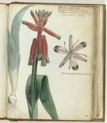 Cape Flower