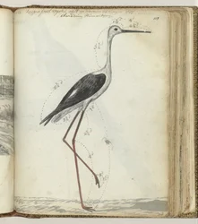 Cape Pool Bird
