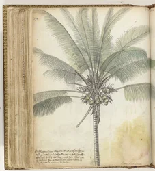 Coconut Tree
