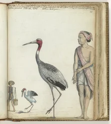 Crane