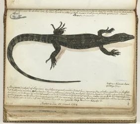 Monitor Lizard