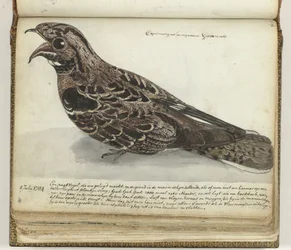 Nightjar