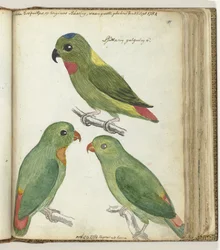 East Indian Parakeets