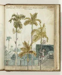 Betel Nut Trees at Estate