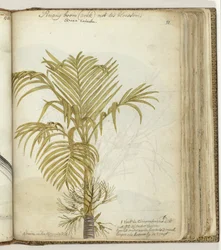 Betel Nut Tree