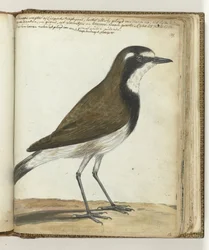 Sheep Bird or Cape Nightingale