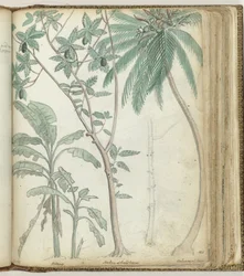 Tropical Trees