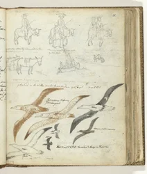 Story of Man and Donkey. Seabirds