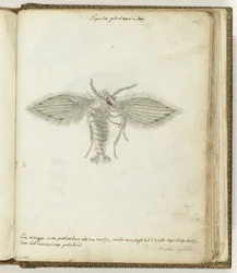 Fly