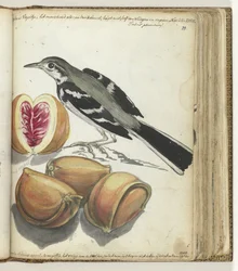 Wagtail with Fruit