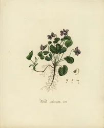 Sweet Violet or English Violet, Viola odorata