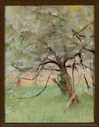 Apple Tree
