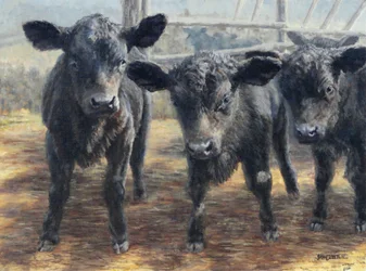 Curious Black Calves
