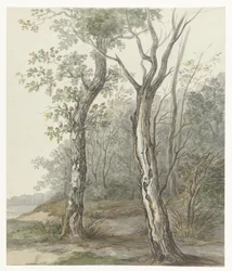 Forest Landscape