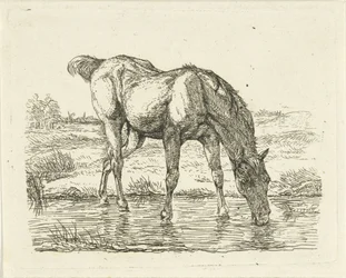 Drinking Horse