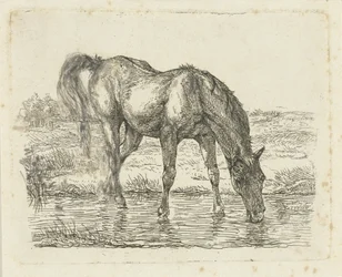Drinking Horse