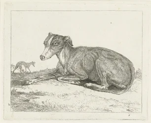 Greyhounds