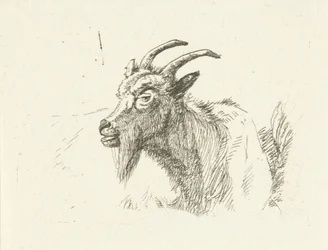Lying Goat