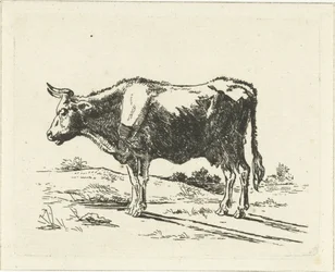 Standing Cow