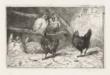 Rooster and Five Hens in a Coop