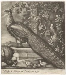 Peacocks