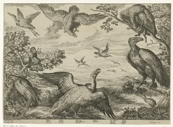 Various Birds and a Monkey