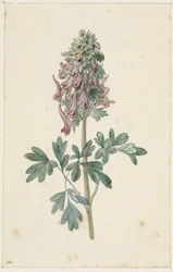 Blooming Corydalis Bulbosa