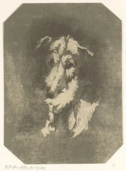 Head of a Greyhound
