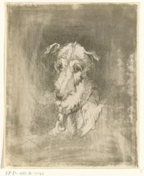 Head of a Greyhound