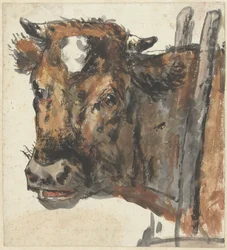 Head of a Cow