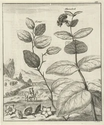 Depiction of Two Persian Plants