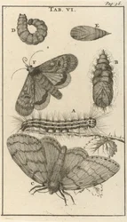 Caterpillars, Pupae, and Butterflies VI
