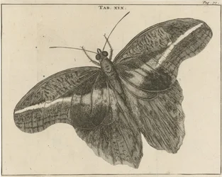 Surinamese Giant Moth XIX