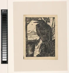Raven on Birch Tree