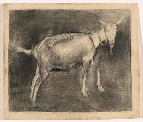 Standing Goat, Facing Right