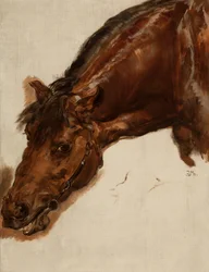 Study of a Horse
