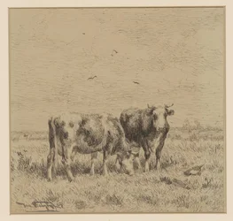 Two Cows in a Meadow
