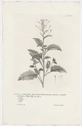 Lobelia Cliffortiana