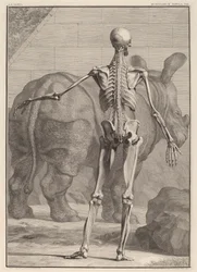 Musculorum Tabula VIII