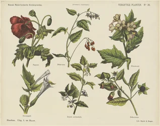 Poisonous Plants
