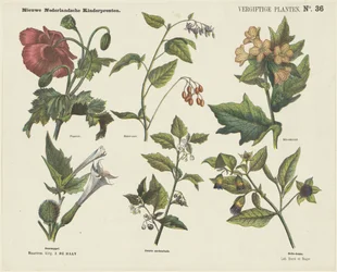 Poisonous Plants (title on object) New Dutch Children