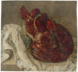 Prints of the Brain and the Heart (Anatomical Study of a Human Heart)